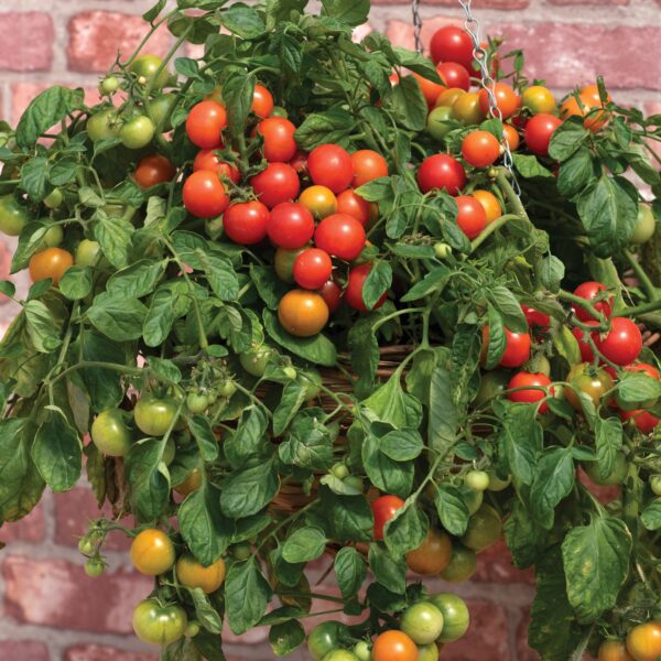 TOMATO CHERRY FALLS - Image 2