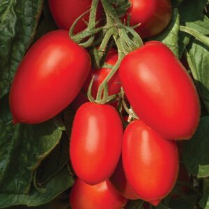 Tomato Plum Nagina F1 - Blight Resistant