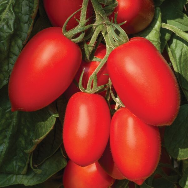 Tomato Plum Nagina F1 - Blight Resistant