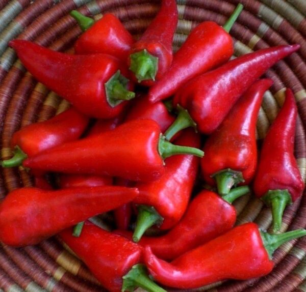 HOT CHILLI PEPPER CYKLON - Image 2