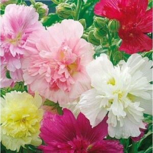 Hollyhock Majorette Mix