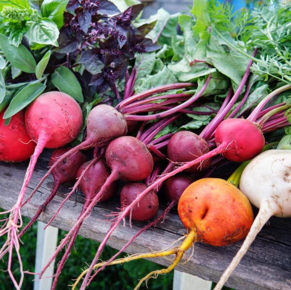 Beetroot Rainbow Mix