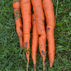 Organic Carrot Tendersweet