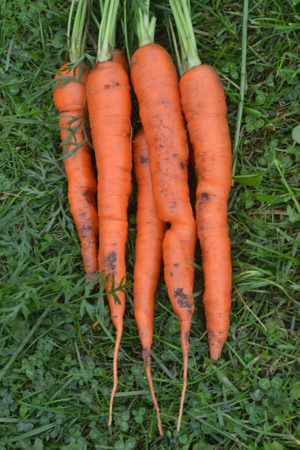 Organic Carrot Tendersweet