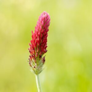 Green Manure Crimson Clover