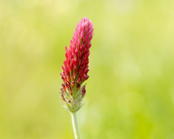 Green Manure Crimson Clover