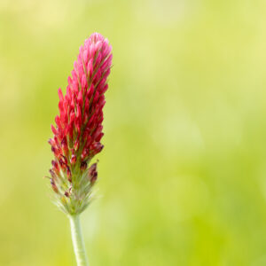 Organic Green Manure Crimson Clover