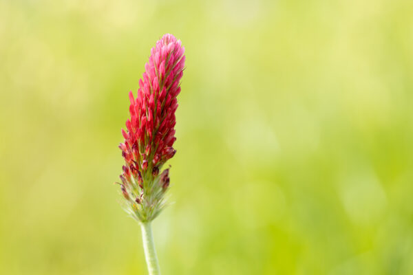 Organic Green Manure Crimson Clover