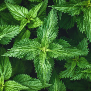 Nettle Urtica Dioica