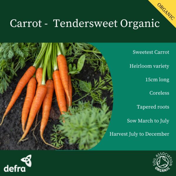 Organic Carrot Tendersweet - Image 3
