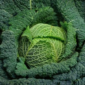Savoy Cabbage Vertus 2
