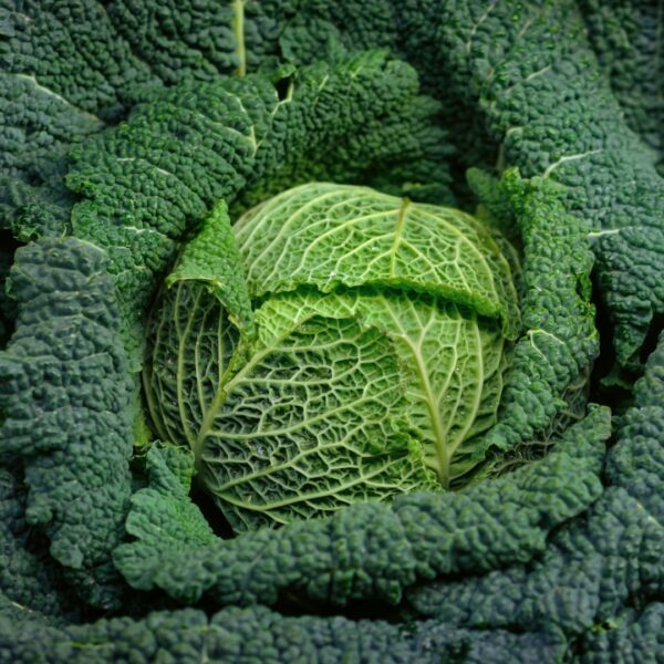 Savoy Cabbage Vertus 2