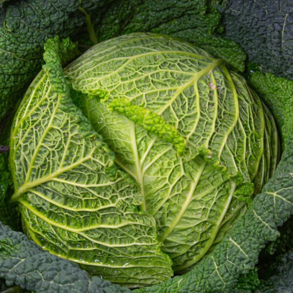 Savoy Cabbage Vertus 2 - Image 2