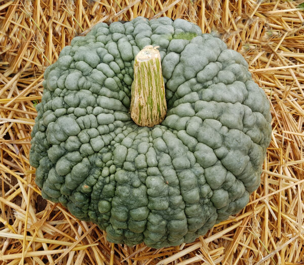 Italian Winter Squash- Marina Di Chioggia - Image 3