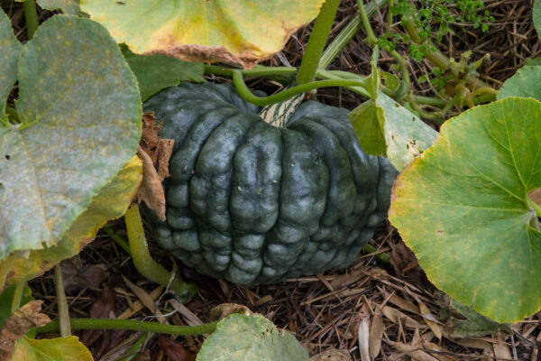Italian Winter Squash- Marina Di Chioggia - Image 2