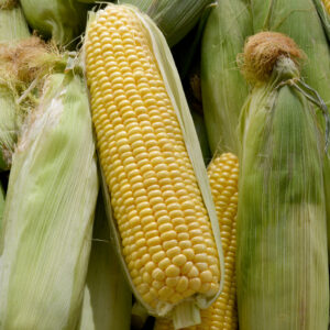 Vegetable Sweetcorn - Swift F1