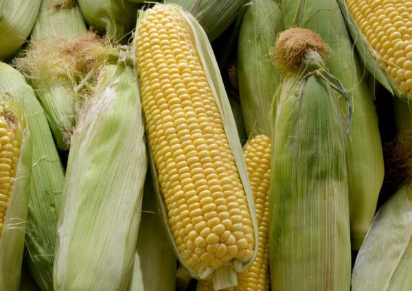 Vegetable Sweetcorn - Swift F1