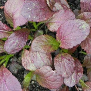 Mustard Red Lion (Ideal for Microgreen)