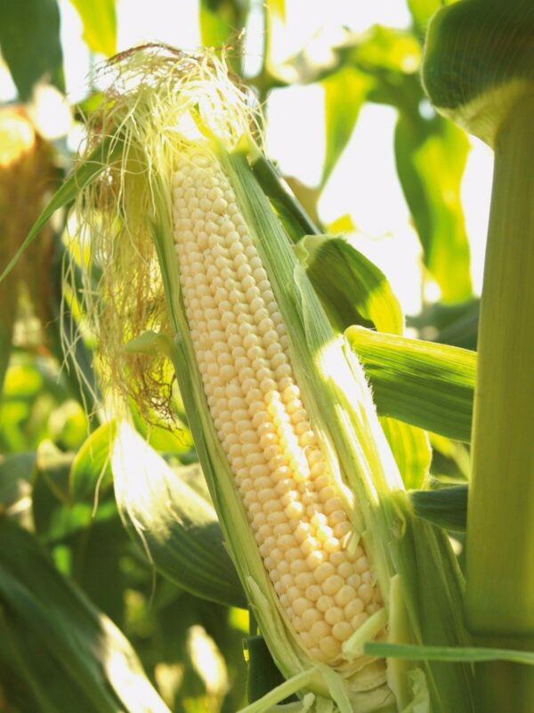 Vegetable Sweetcorn - Swift F1 - Image 2