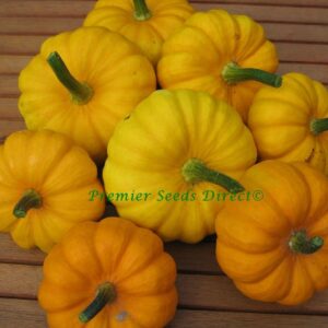 Pumpkin Miniature Jack Be Little