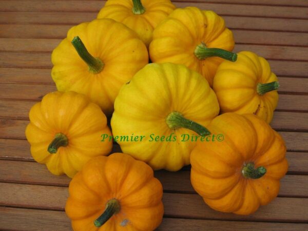 Pumpkin Miniature Jack Be Little