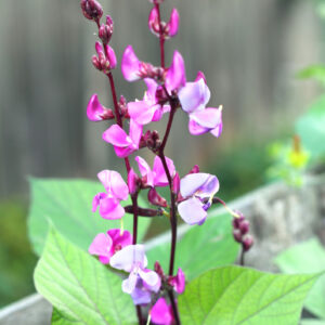 Dolichos - LabLab Hyacinth Bean