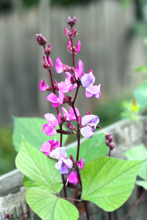 Dolichos - LabLab Hyacinth Bean