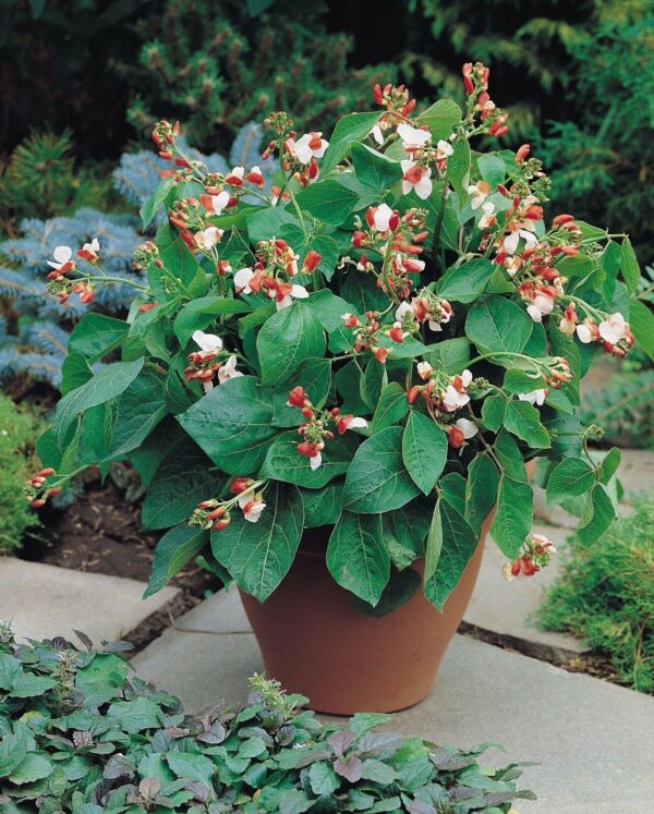 Dwarf Runner Bean Hestia