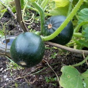 Squash Little Gem Trailing