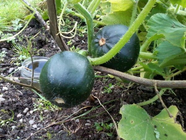 Squash Little Gem Trailing