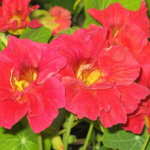 Nasturtium Tropaelum Cherry Rose