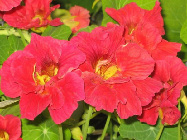Nasturtium Tropaelum Cherry Rose
