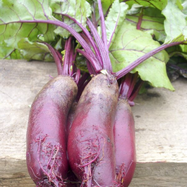 Beetroot Cylindra - Image 3