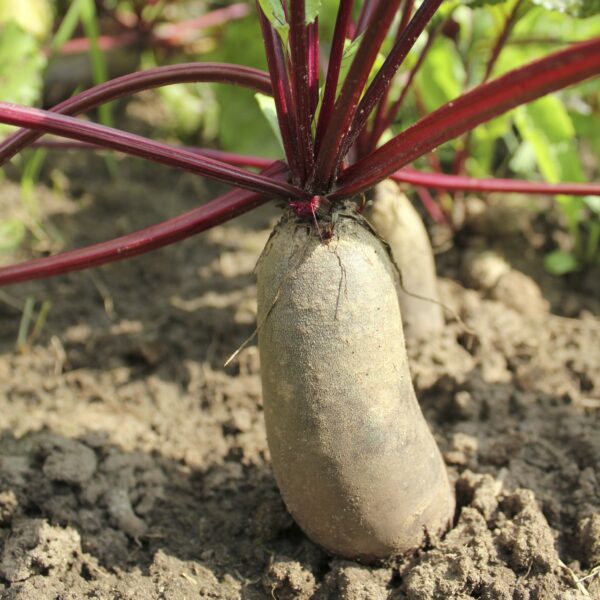 Beetroot Cylindra - Image 2