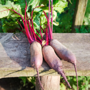 Beetroot Cylindra