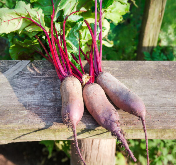 Beetroot Cylindra