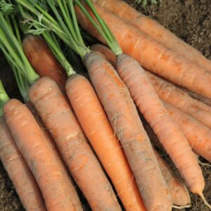 Vegetable Carrot Early Nantes 2