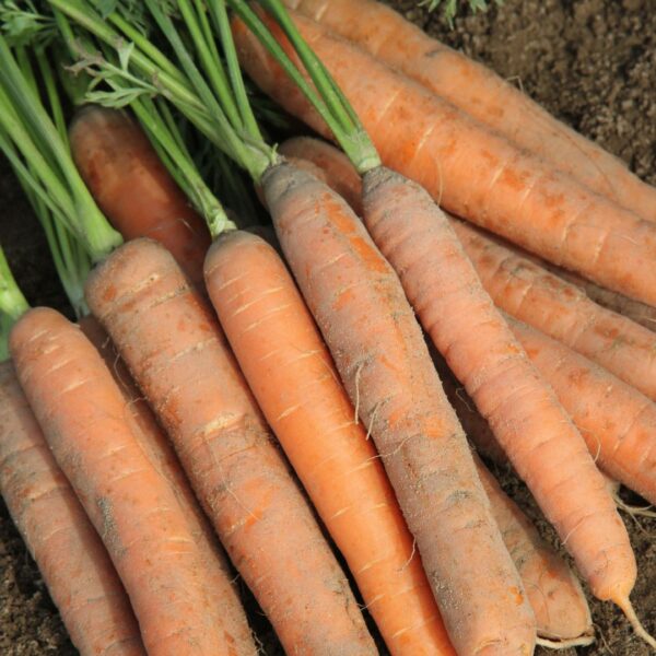 Vegetable Carrot Early Nantes 2