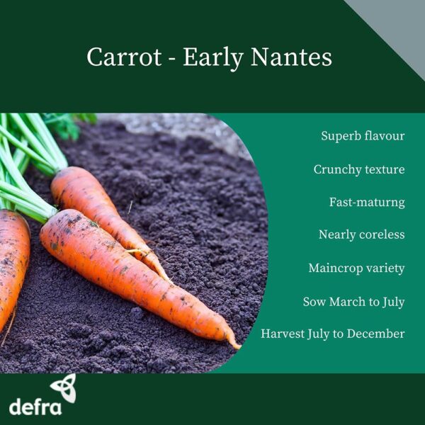 Vegetable Carrot Early Nantes 2 - Image 2