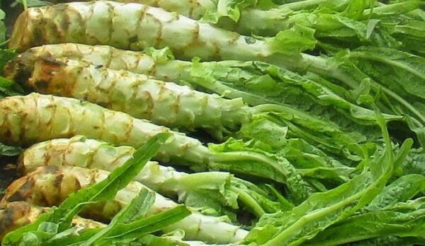 Celtuce - Stem Lettuce - Image 2