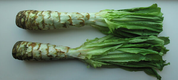 Celtuce - Stem Lettuce - Image 3