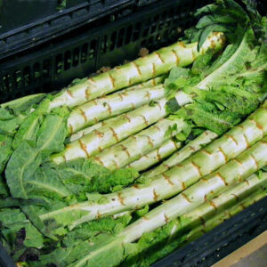 Celtuce - Stem Lettuce