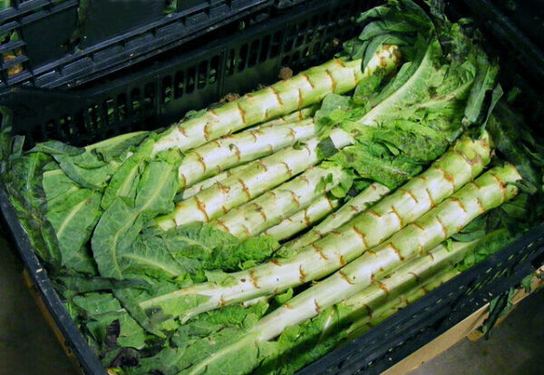 Celtuce - Stem Lettuce