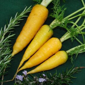 four medium length, yellow carrots with green stems