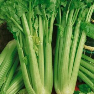 Celery Utah 52-70