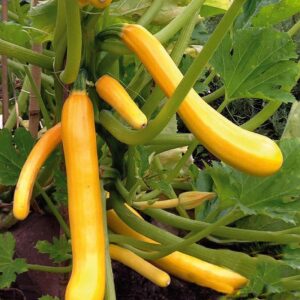 Courgette Climbing Shooting Star Yellow/Golden