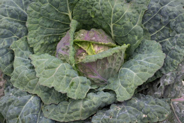 Savoy Cabbage Di Verona - Image 2