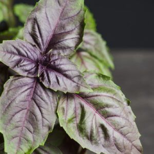 Herb Basil Red