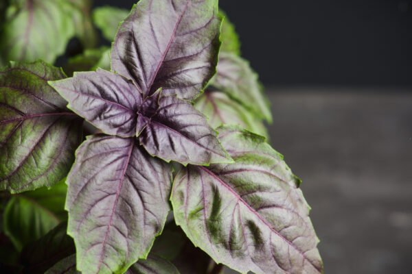 Herb Basil Red