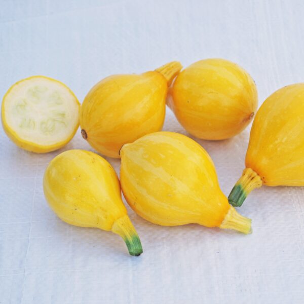 Squash Summer Lemon - Image 3